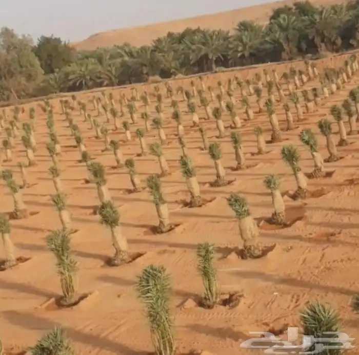 نخل للبيع وتركيب الشبوك 4