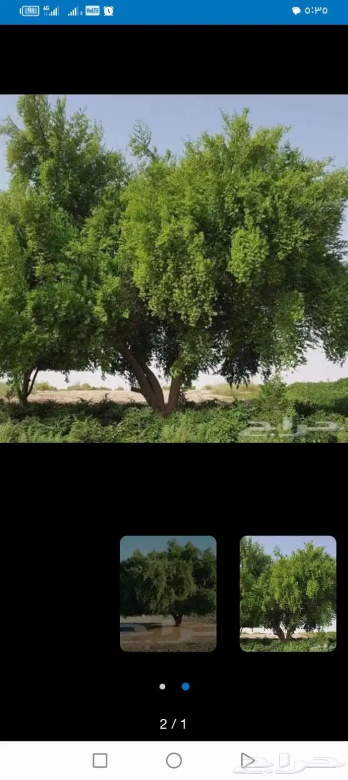 معلم قص نخل وشجر بجده 1