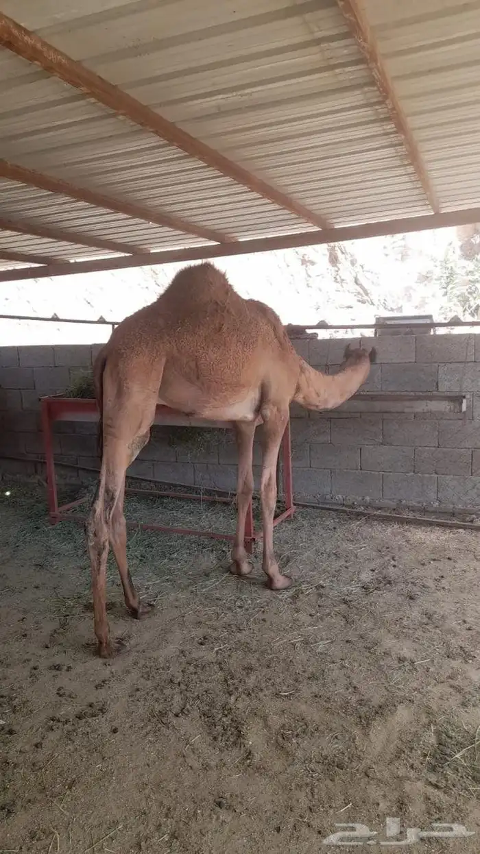 قعود لباني فل الفل شحم ولحم 0