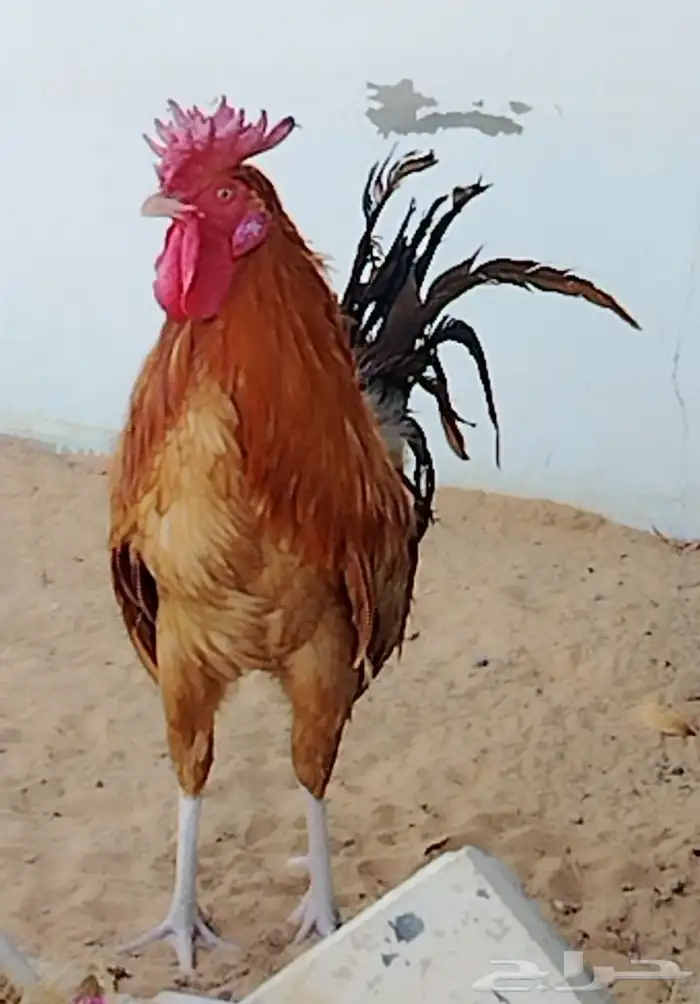 ديك عربي 0