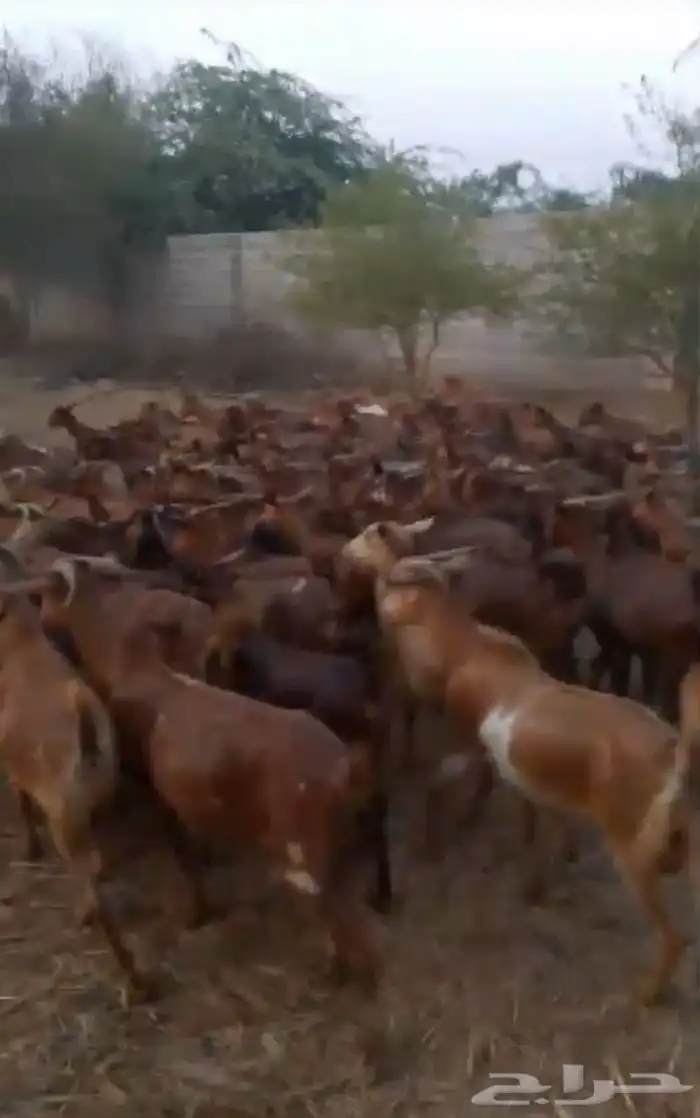 غنم دهم بلدي العدد ميه 0