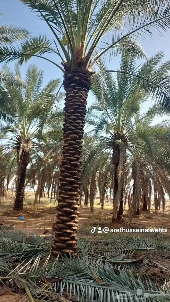 نخل عربي 0