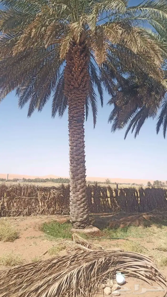 عندك نخيل للبيع  تواصل معي مباشرة 4