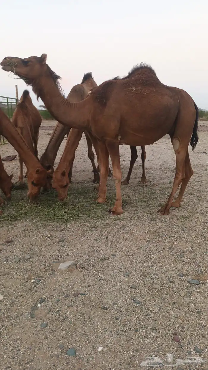 4 بكار دهم جذعات خلفات تم البيع 8