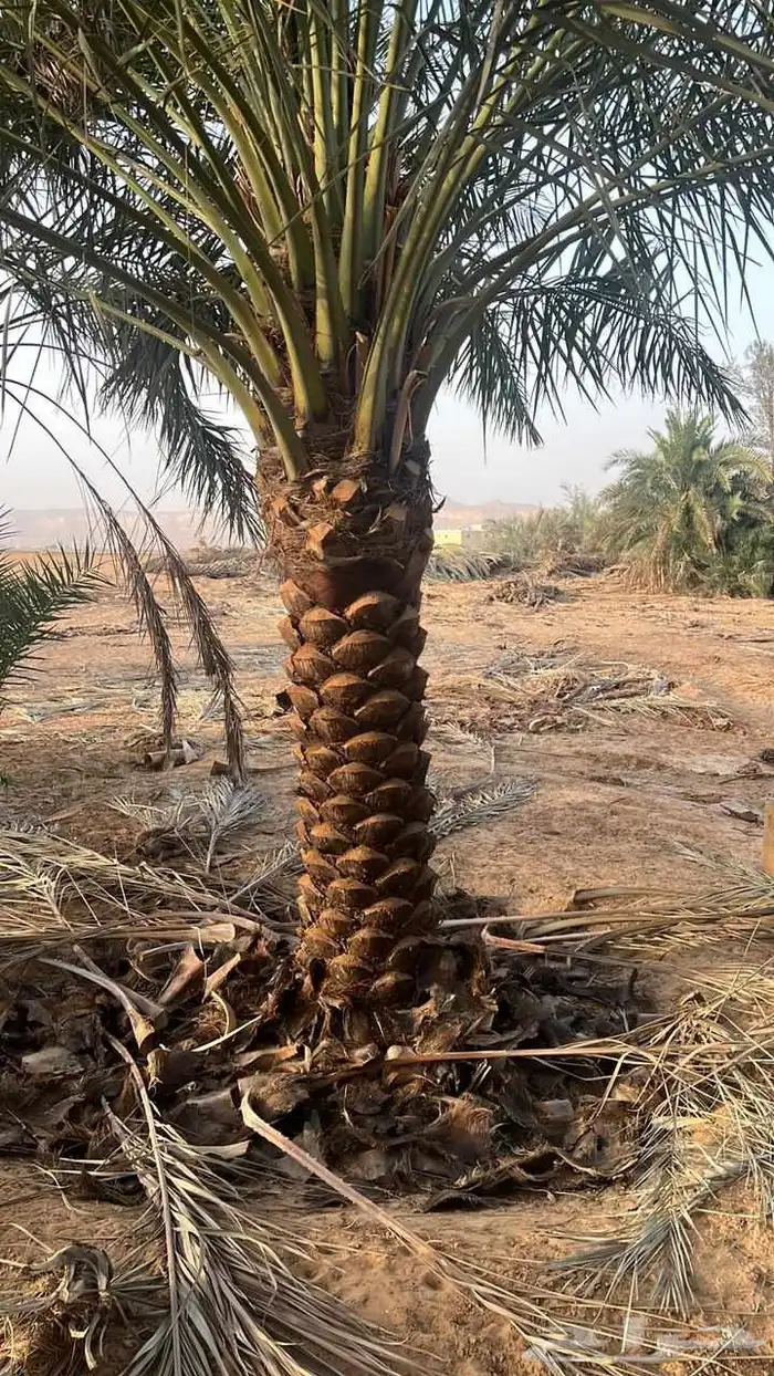 القوعيه الحبه انخل الجله تبرك ضرام جو المزحميه الرياض الخرج 6