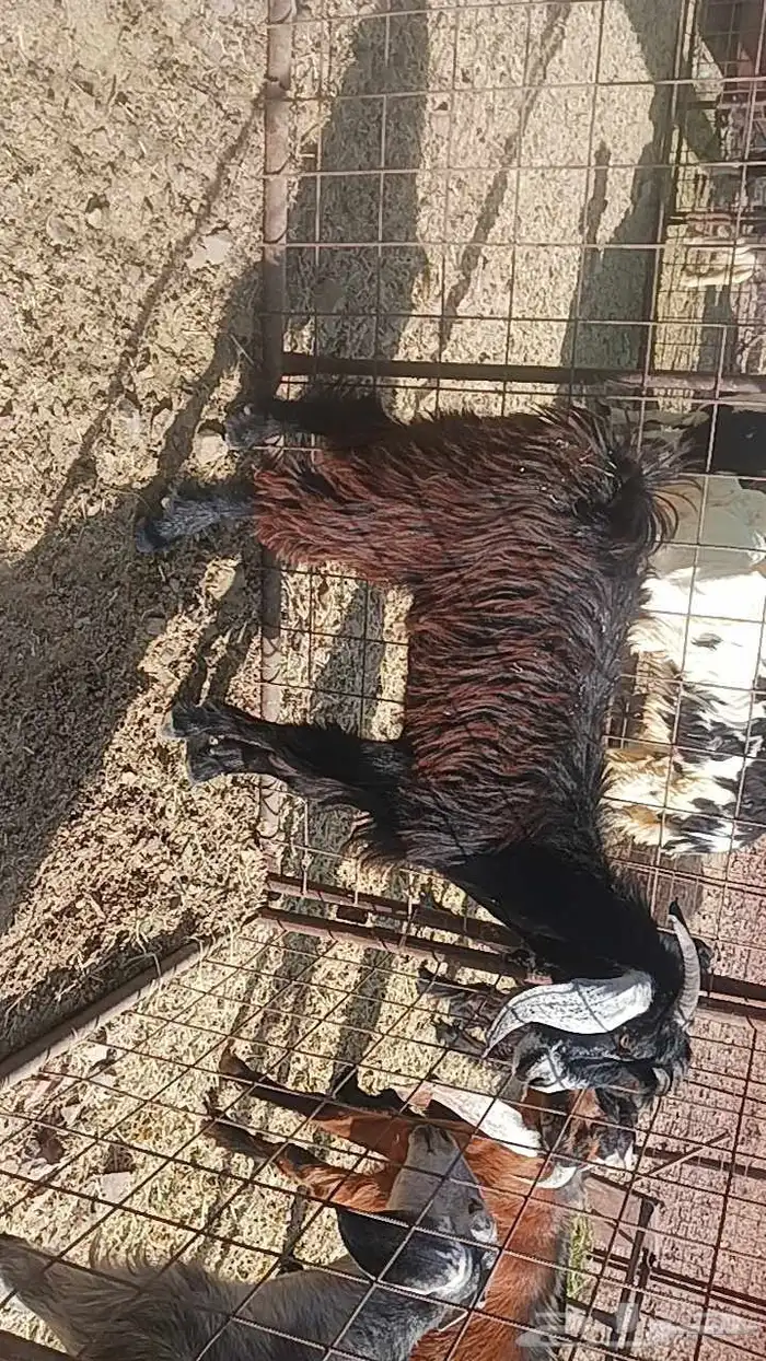 للبيع تيس وجفره 4