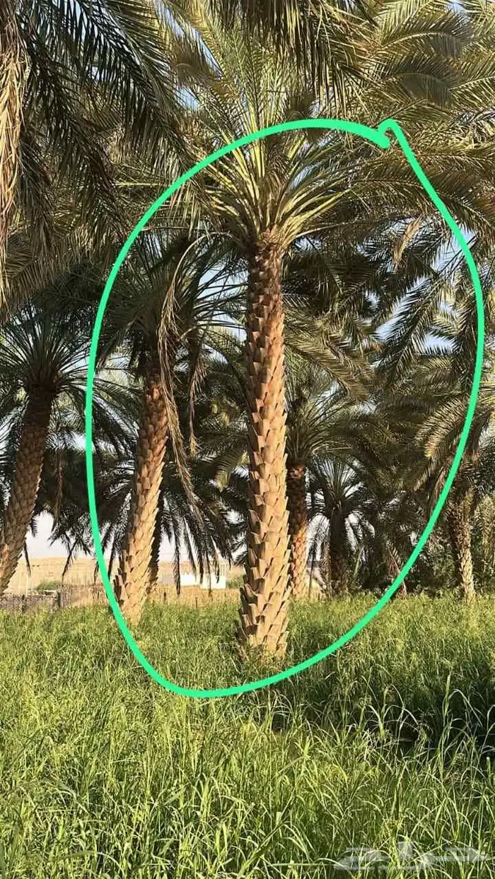 عندك نخيل للبيع  تواصل معي مباشرة 3