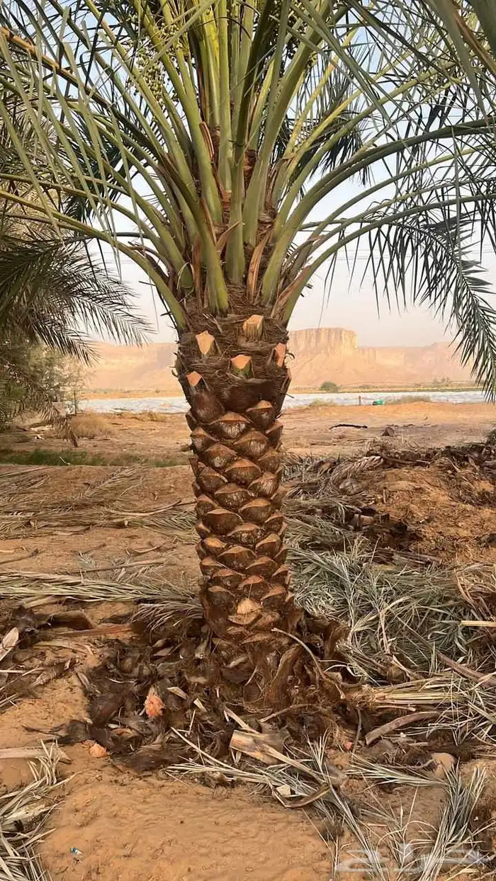 القوعيه الحبه انخل الجله تبرك ضرام جو المزحميه الرياض الخرج 7