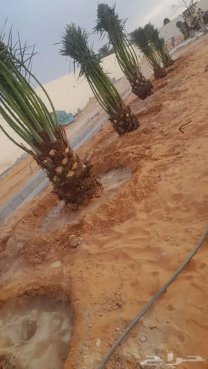 يوجد لادينا نخل عربي جميع انواع ولا مقاسات 4