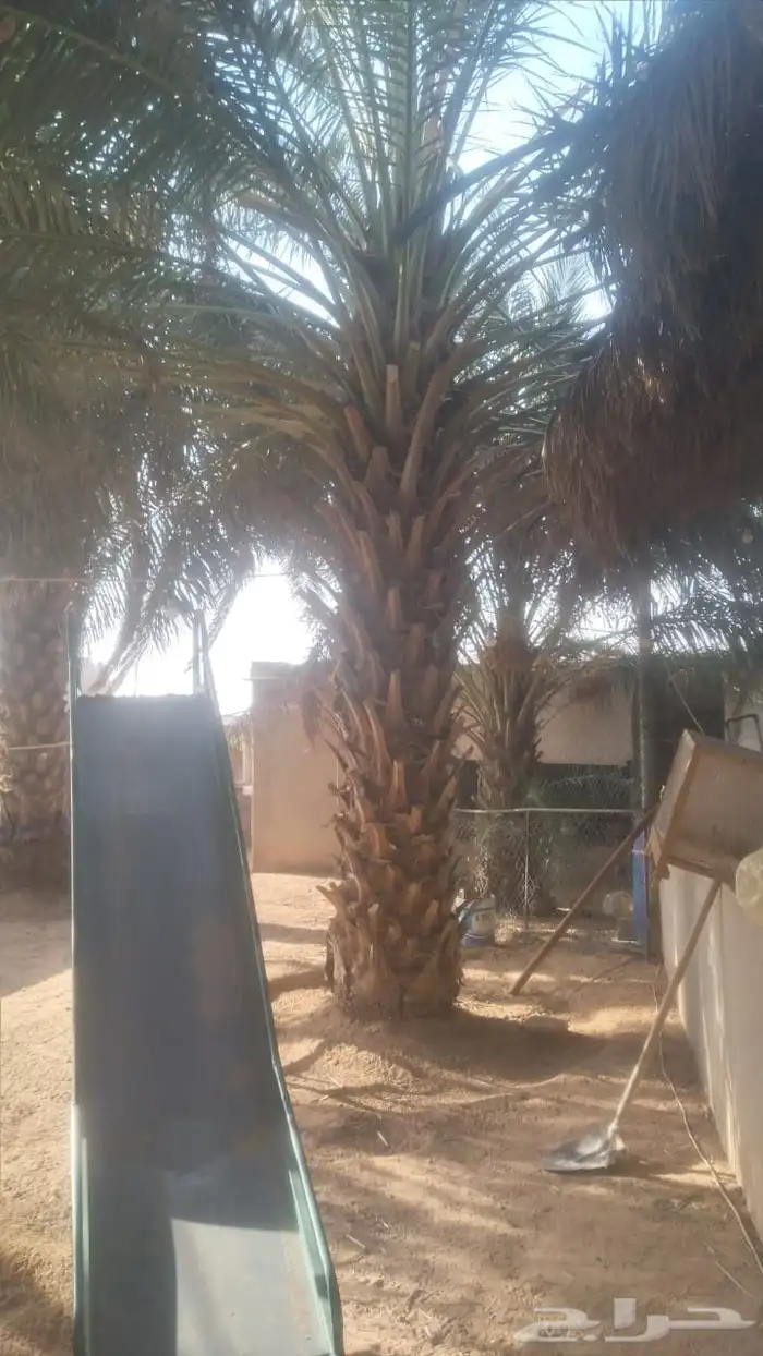 مطلوب نخل للبيع جميع الأنواع ال مقاس 4متر 0