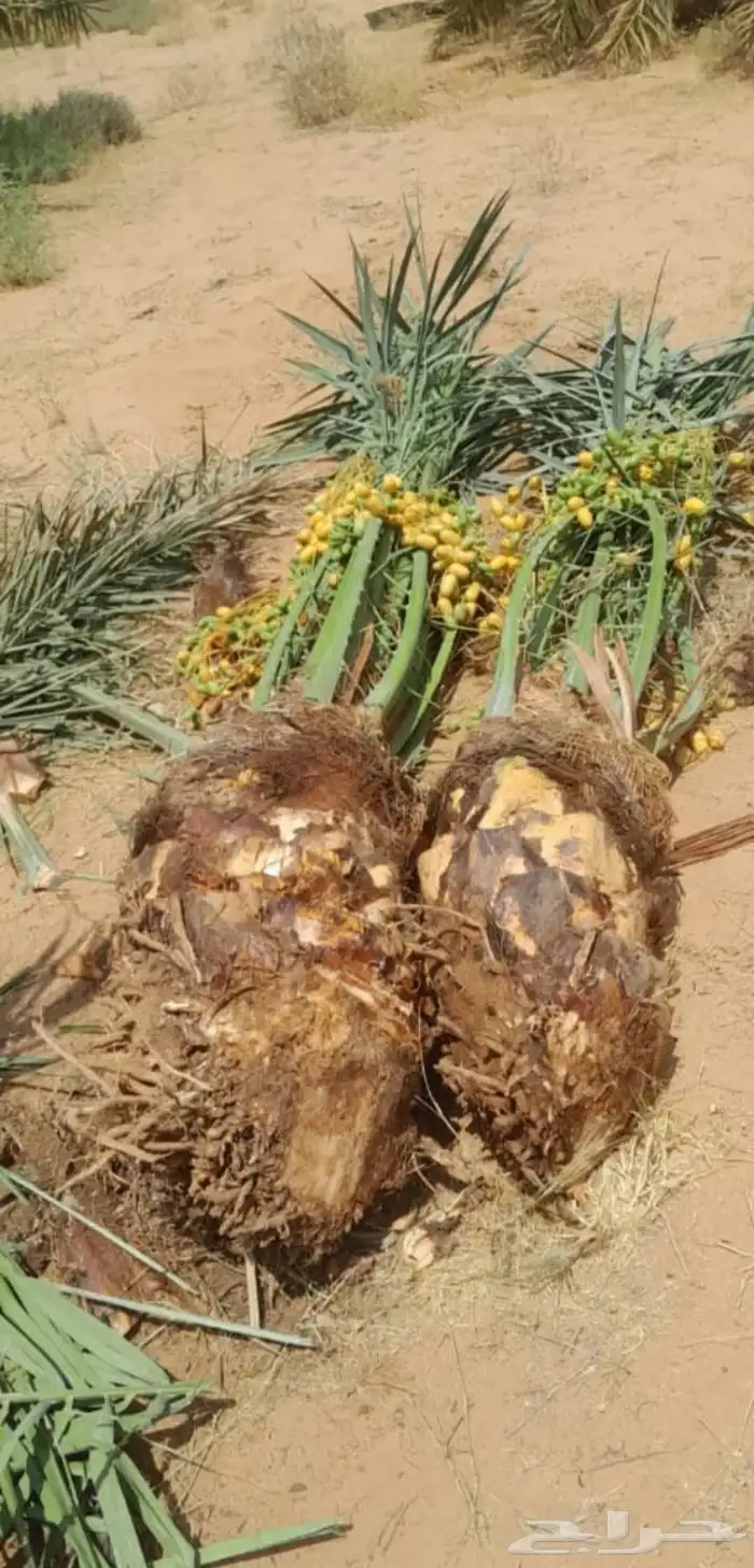 نخيل بجميع انواعه 7