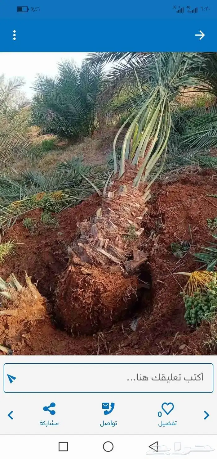 ابوسبأ لبيع وشراء جميع انواع النخل يوجد لدي نخيل فروخ خلاص س 3