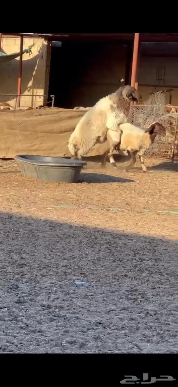 فحل نعيم فاخر 1