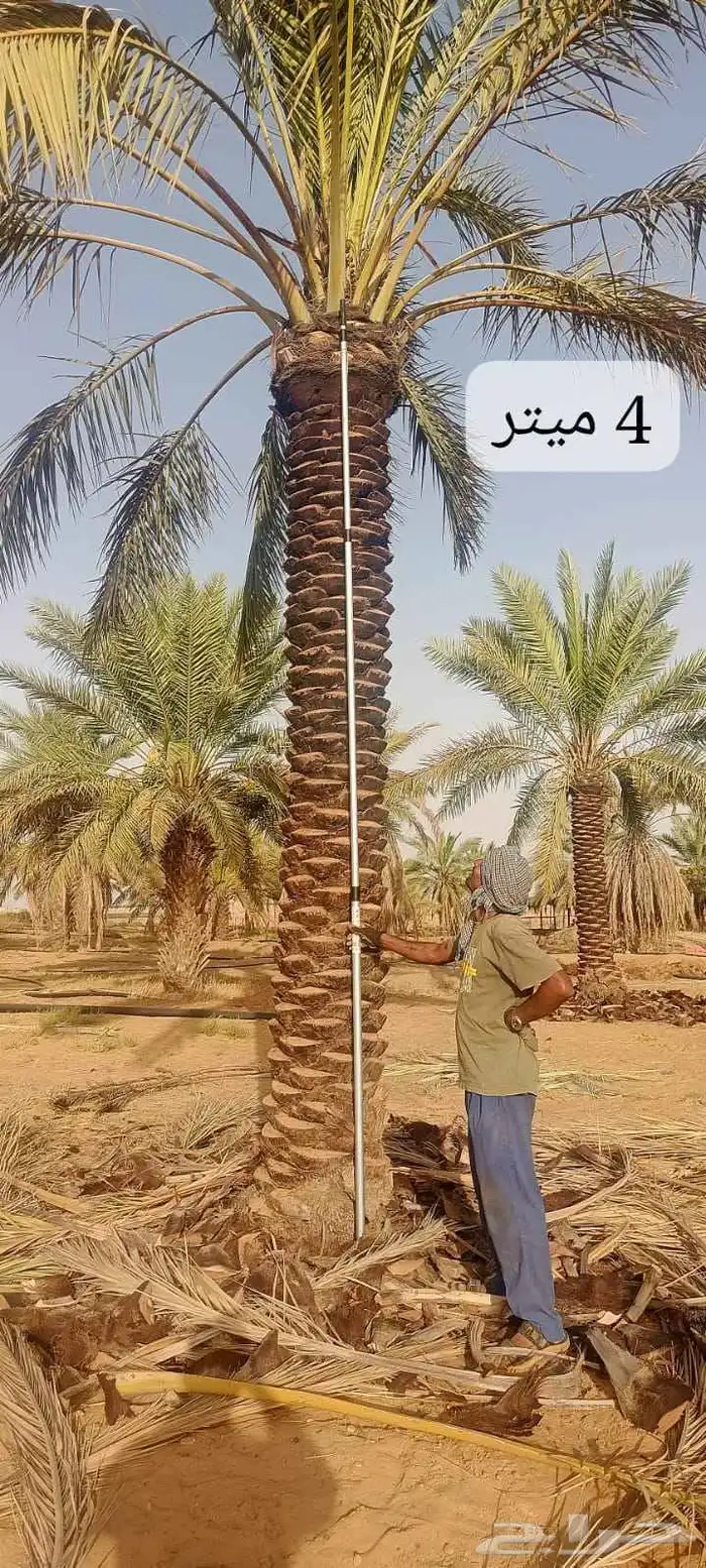 نخل عربي 8