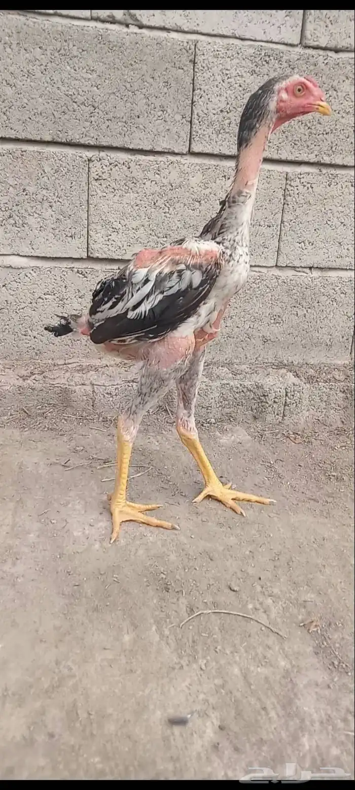 دجاج وفروخها شامو ياباني فاخر 14