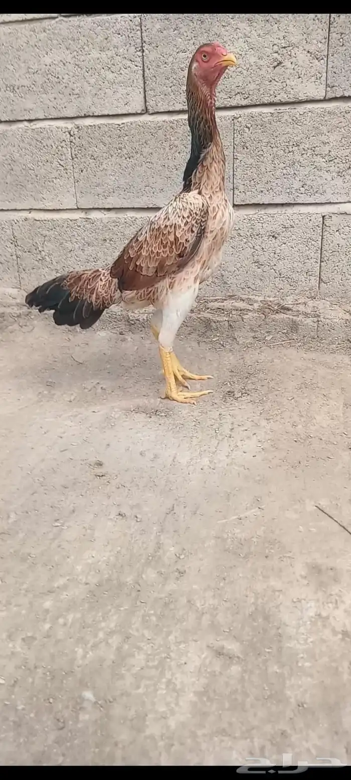 دجاج وفروخها شامو ياباني فاخر 11