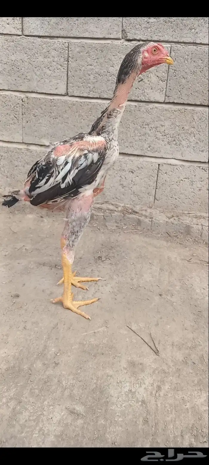 دجاج وفروخها شامو ياباني فاخر 16