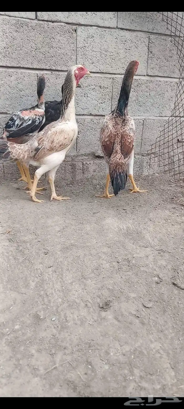دجاج وفروخها شامو ياباني فاخر 0