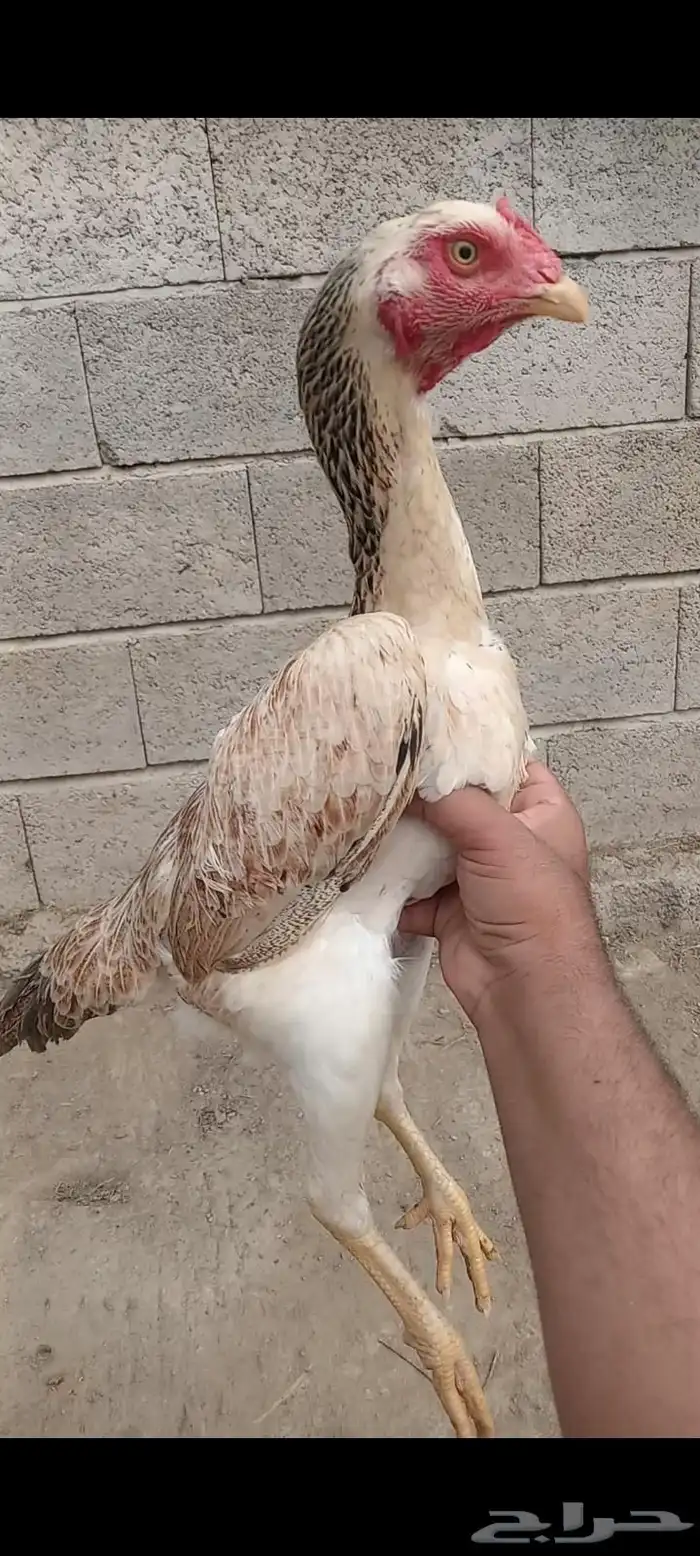 دجاج وفروخها شامو ياباني فاخر 7