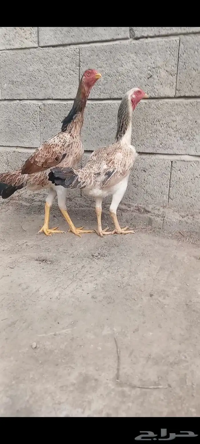 دجاج وفروخها شامو ياباني فاخر 2