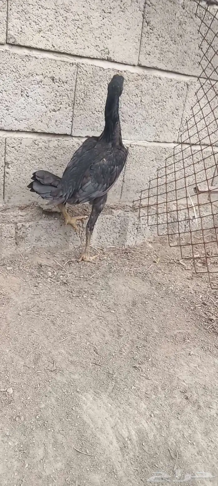 دجاج وفروخها شامو ياباني فاخر 15