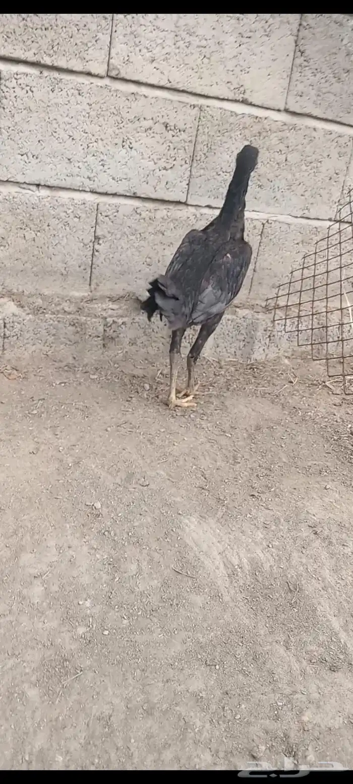 دجاج وفروخها شامو ياباني فاخر 18