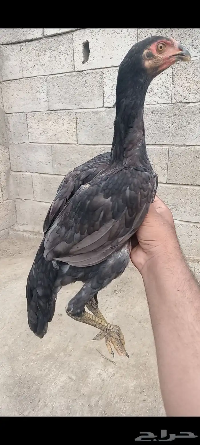 دجاج وفروخها شامو ياباني فاخر 19