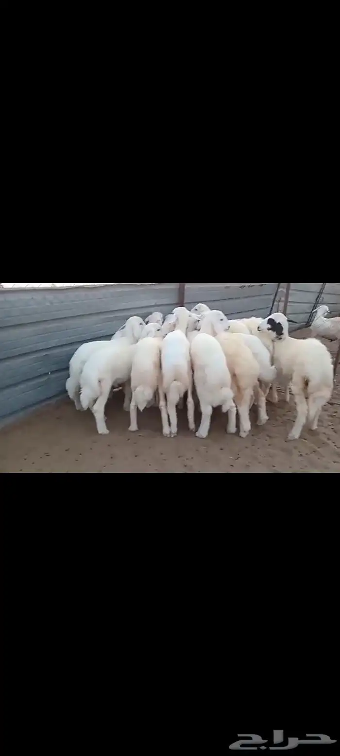 النوع بهم حري العدد 16فيها 5 رخال فقط 3