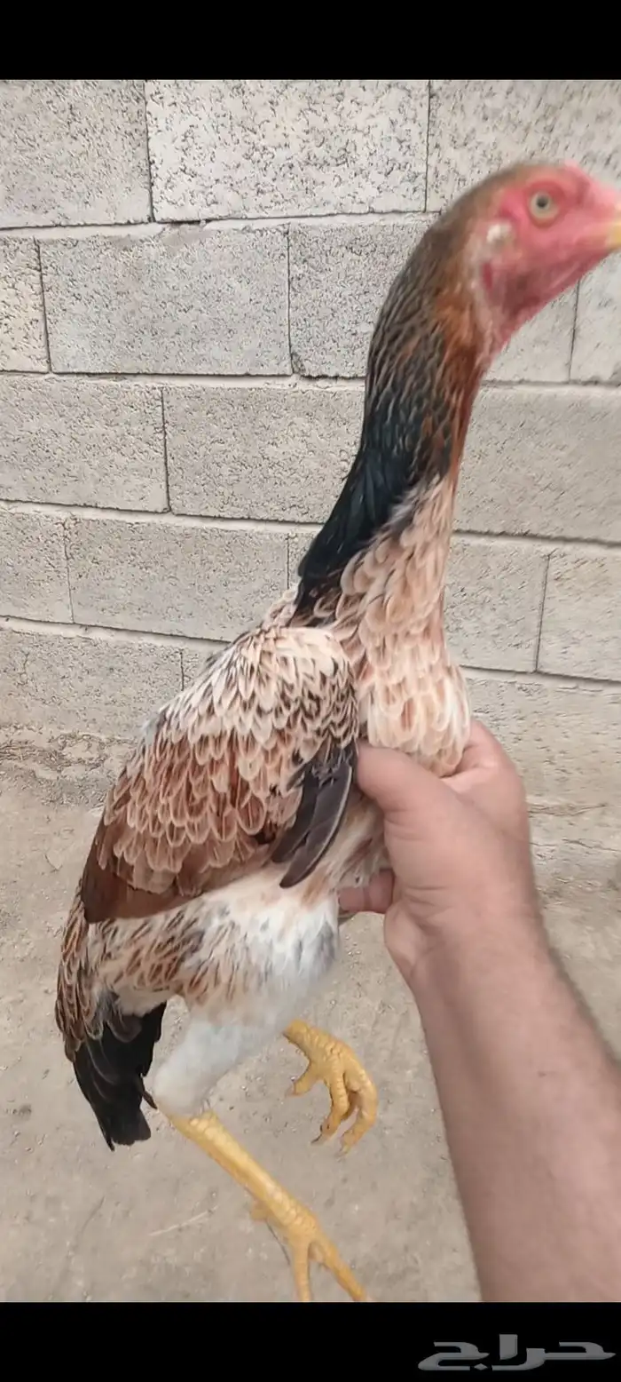 دجاج وفروخها شامو ياباني فاخر 13