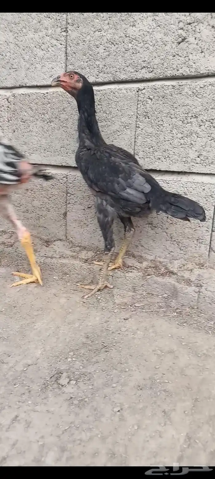 دجاج وفروخها شامو ياباني فاخر 4