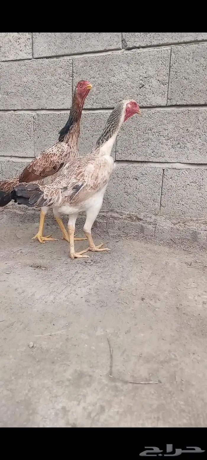 دجاج وفروخها شامو ياباني فاخر 3