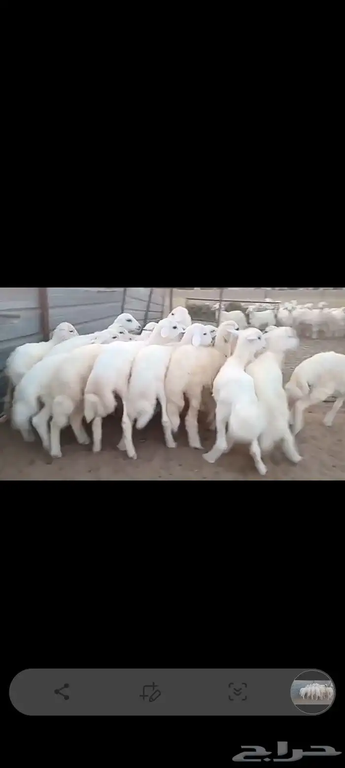 النوع بهم حري العدد 16فيها 5 رخال فقط 2