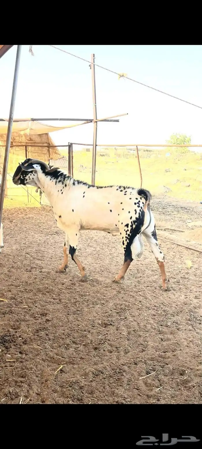 فحل بيشي ابقش جمال وجبر الجفر من انتاجه 0
