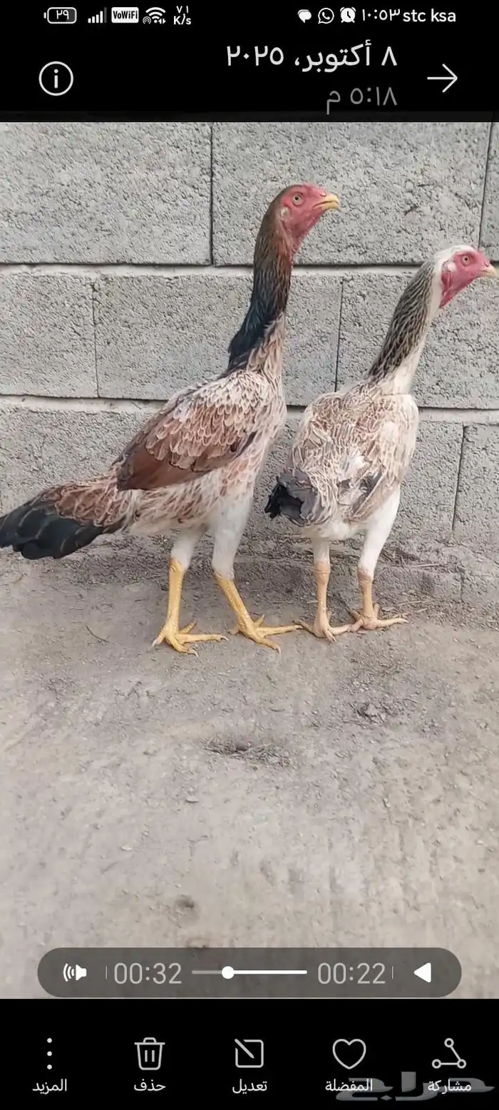 دجاج وفروخها شامو ياباني فاخر 1