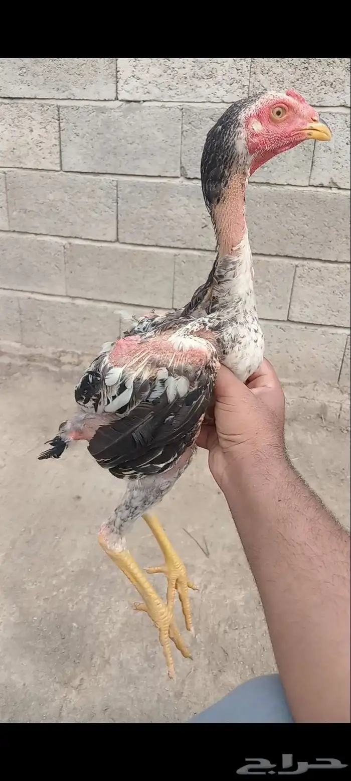 دجاج وفروخها شامو ياباني فاخر 17