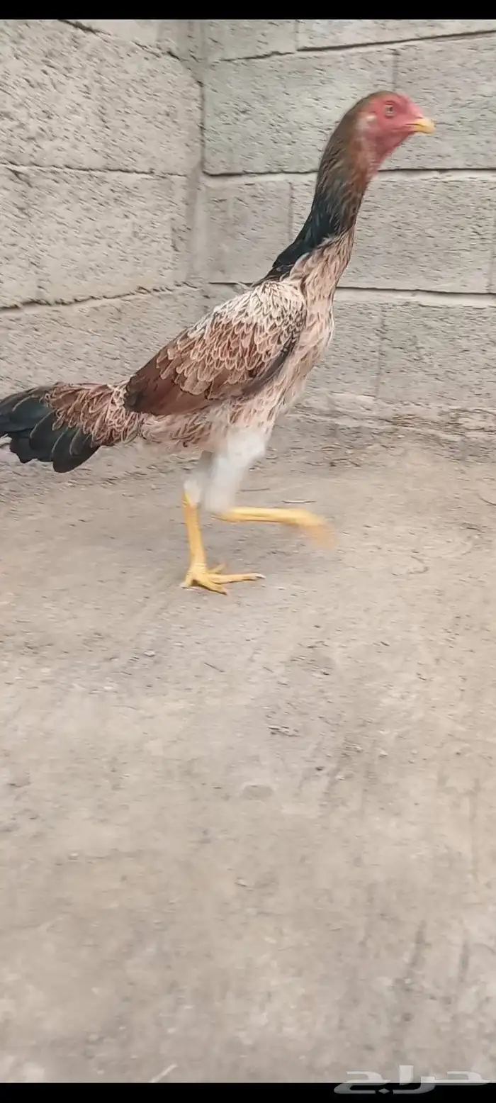 دجاج وفروخها شامو ياباني فاخر 12