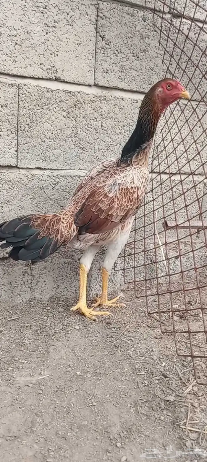 دجاج وفروخها شامو ياباني فاخر 9