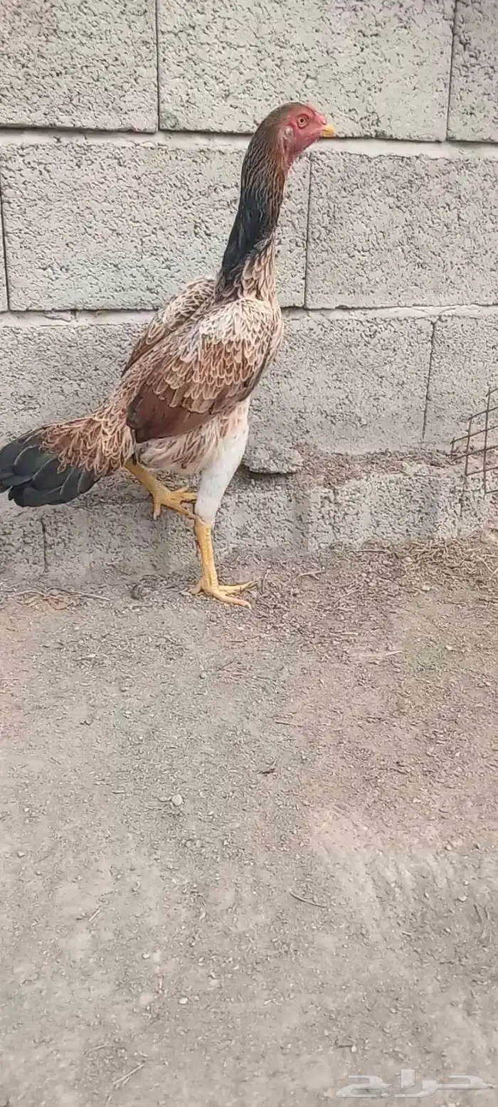 دجاج وفروخها شامو ياباني فاخر 10