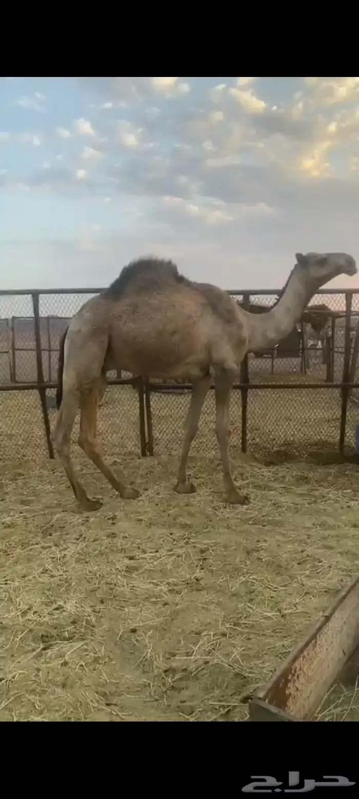 قعود قصب او مقنا عمره سنه و6 شهور للبيع 2