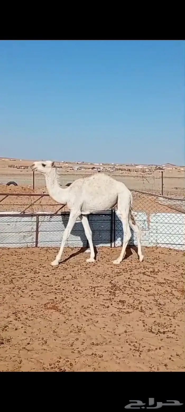 حاشي للبيع ماشاءالله 0