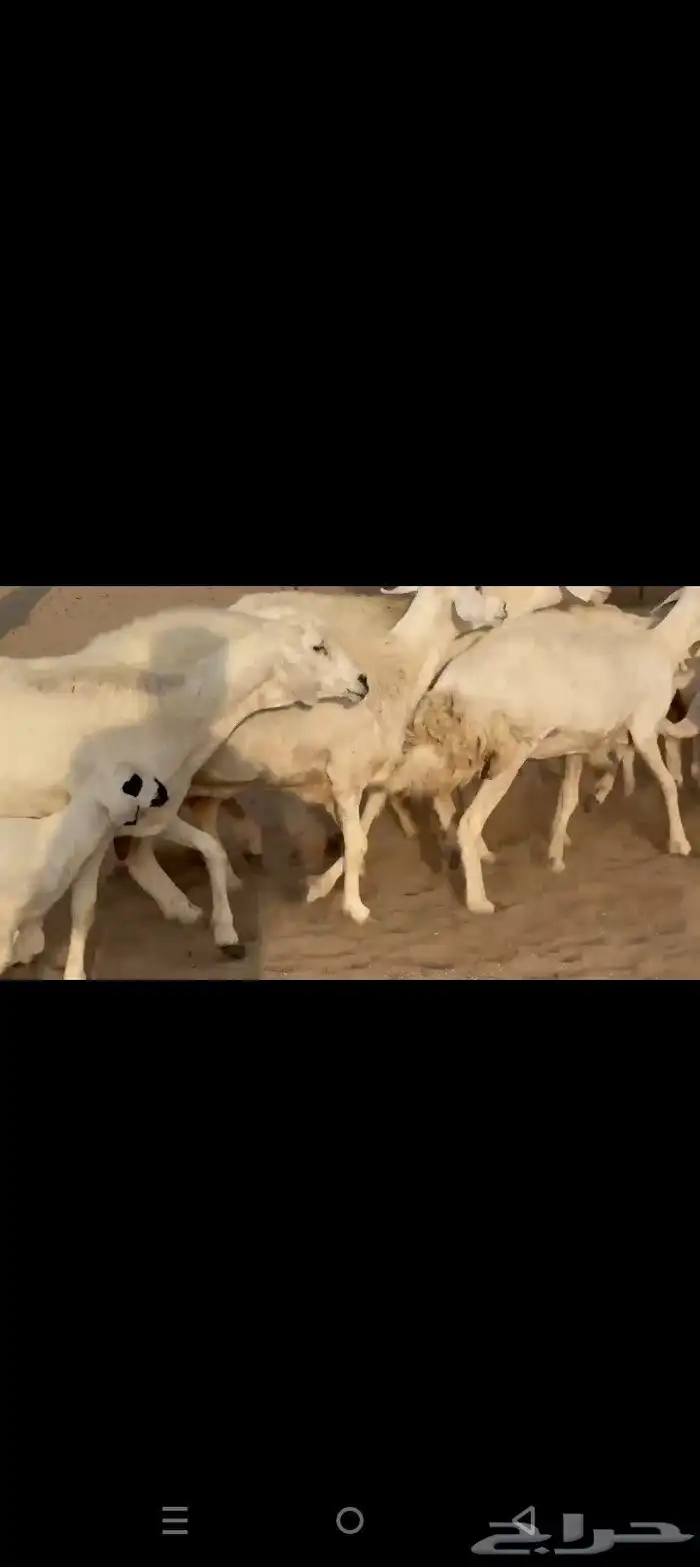 غنم حريات خلفات طيبه صنف الصنف طيبه 9
