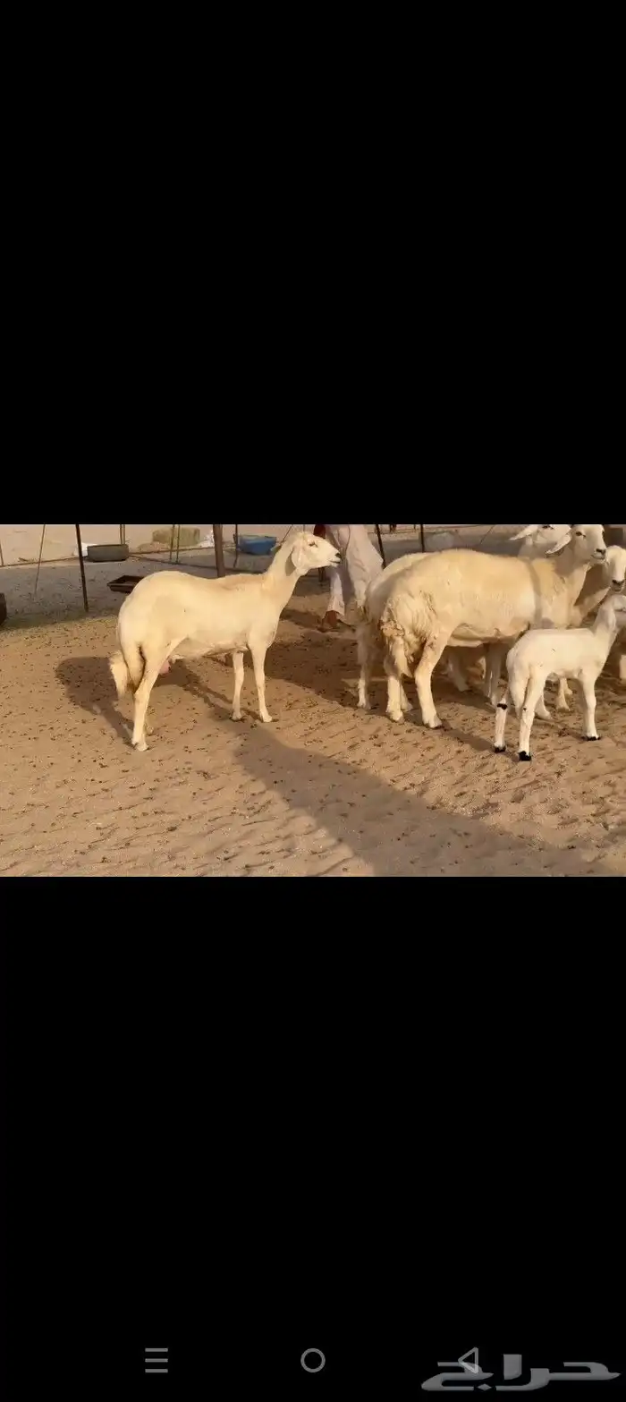 غنم حريات خلفات طيبه صنف الصنف طيبه 3