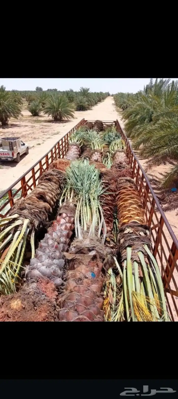 السلام عليكم يوجد لدينا جميع انواع النخيل الغربي وزينه وشبوك 6
