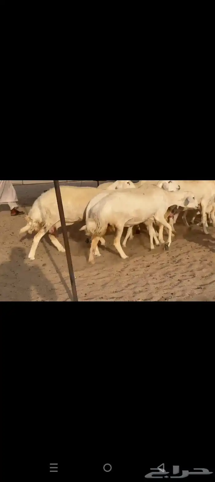 غنم حريات خلفات طيبه صنف الصنف طيبه 5