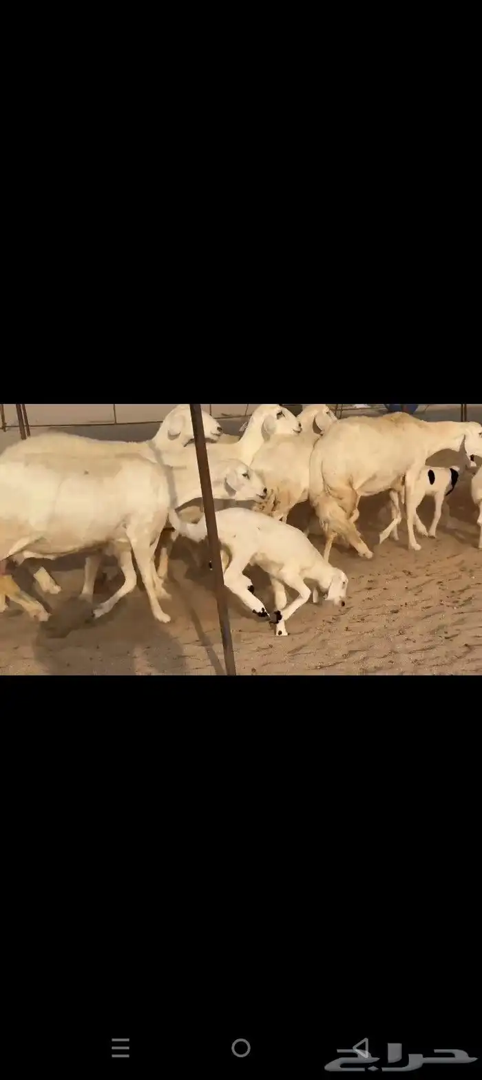غنم حريات خلفات طيبه صنف الصنف طيبه 4