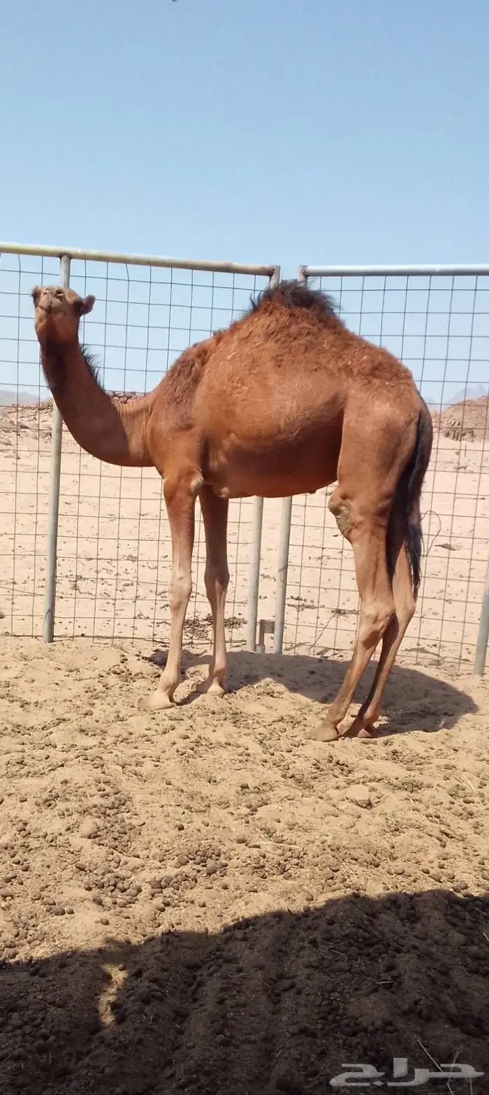 للبيع قعود وبكرة 0