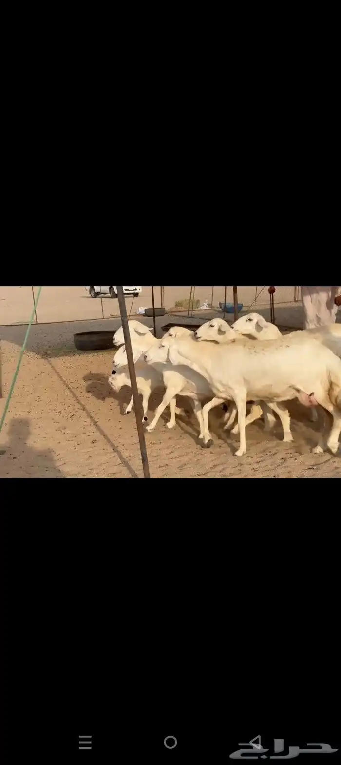 غنم حريات خلفات طيبه صنف الصنف طيبه 0