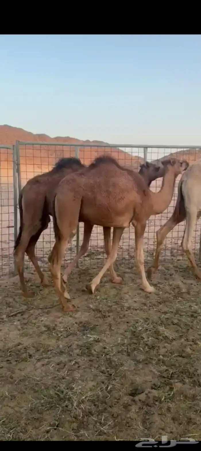 للبيع قعود وبكرة 2
