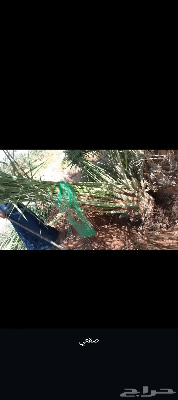 السلام عليكم يوجد لدينا جميع انواع النخيل الغربي وزينه وشبوك 3