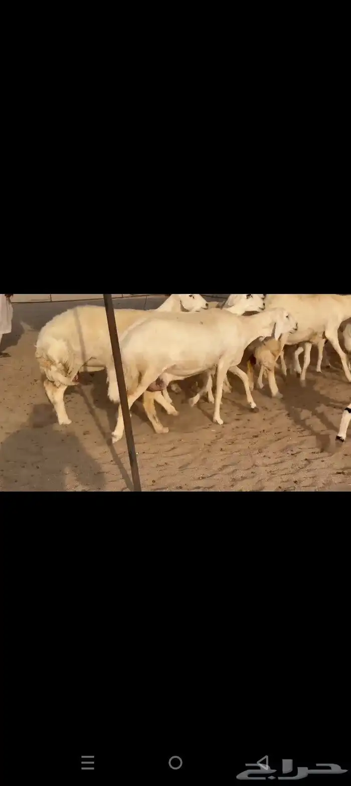 غنم حريات خلفات طيبه صنف الصنف طيبه 7